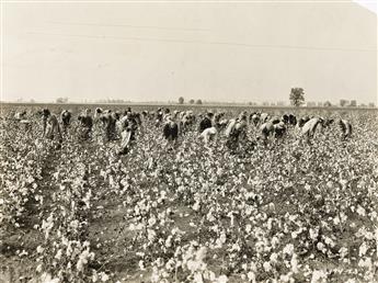(THE SOUTH) A group of four photographs documenting African American sharecroppers cotton picking (2) and its packing and storage (2).